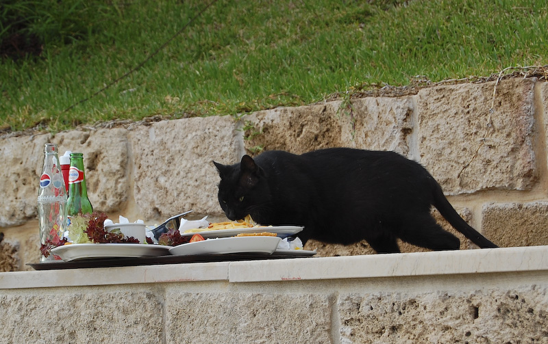 Rude Cat