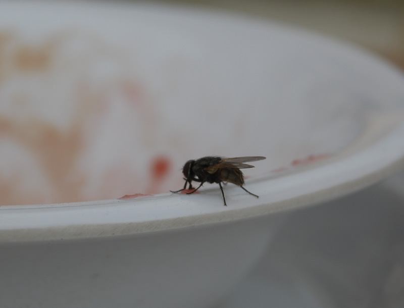 Rude Fly