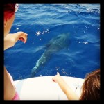 Dolphins - Virgin Radio 2