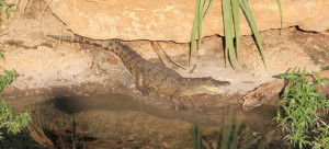 Crocodiles in Beirut river