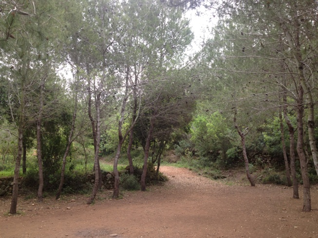 Hisham-Nasr-Beirut-Yoga-Forest-3